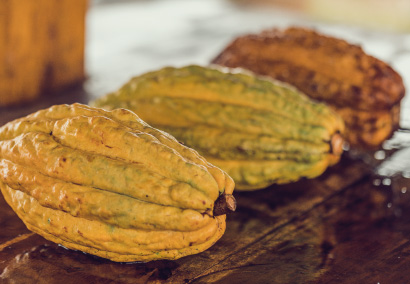Cacao-nacional-filiere-equateur-sauvegarde-variete-kaoka.