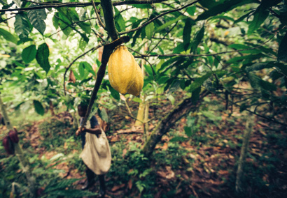 Culture-cacao-agroforesterie-sao-tome-kaoka