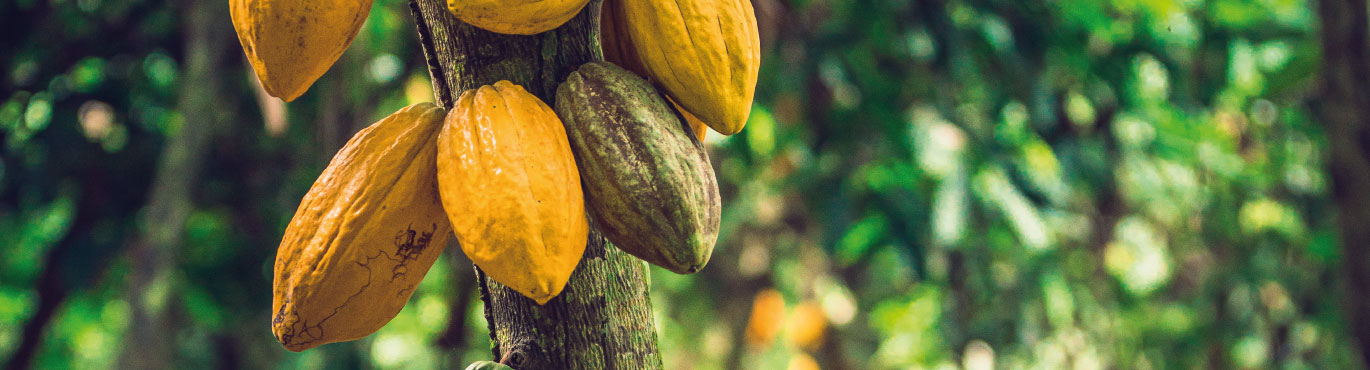 Filiere-cacao-bio-equitable-equateur