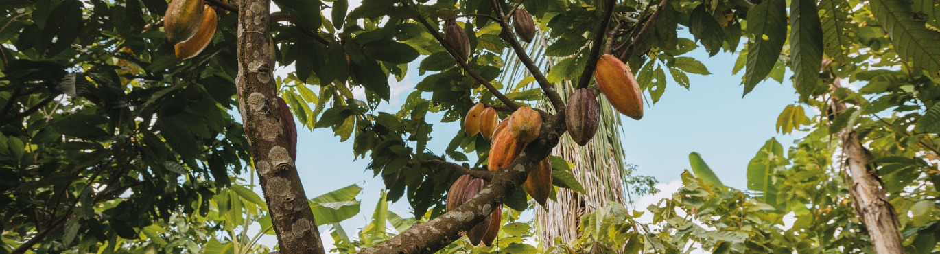 Filiere-cacao-bio-equitable-perou-kaoka