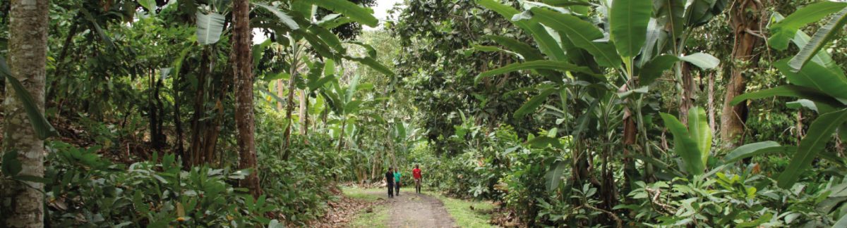 SÃO TOMÉ PROGRAM