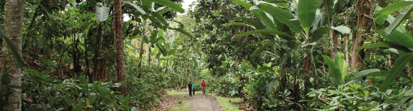 Filiere-cacao-bio-equitable-saotome