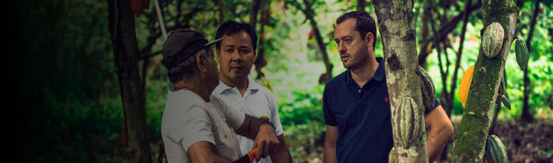 Le direceteur de Kaoka, le directeur de CECAO et un producteur de cacao discutent dans une plantation