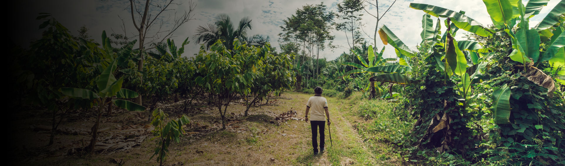 Une productrice de cacao marche dans sa plantation au Pérou