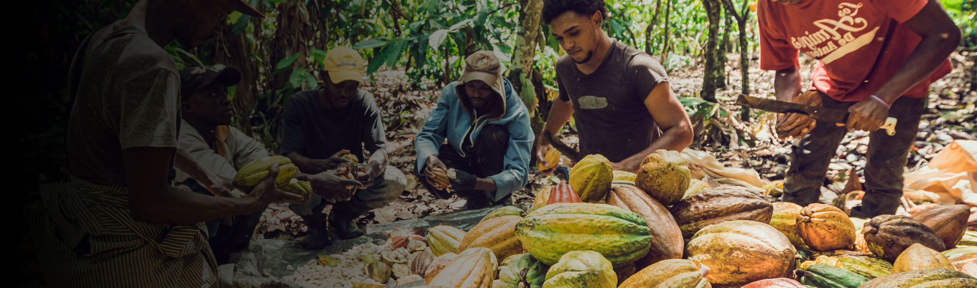 Des jeunes producteurs écabossent le cacao dans une plantation