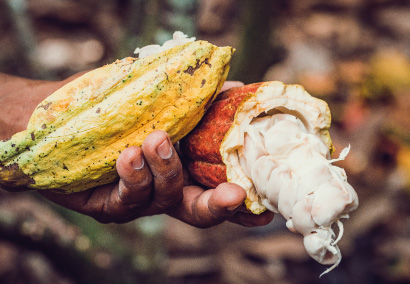 Qualite-cacao-bio-premium-republique-dominicaine