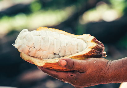 main-qui-tient-une-cabosse-de-cacao-ouverte