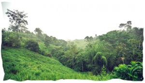 Kaoka, le cacao qui protège la forêt