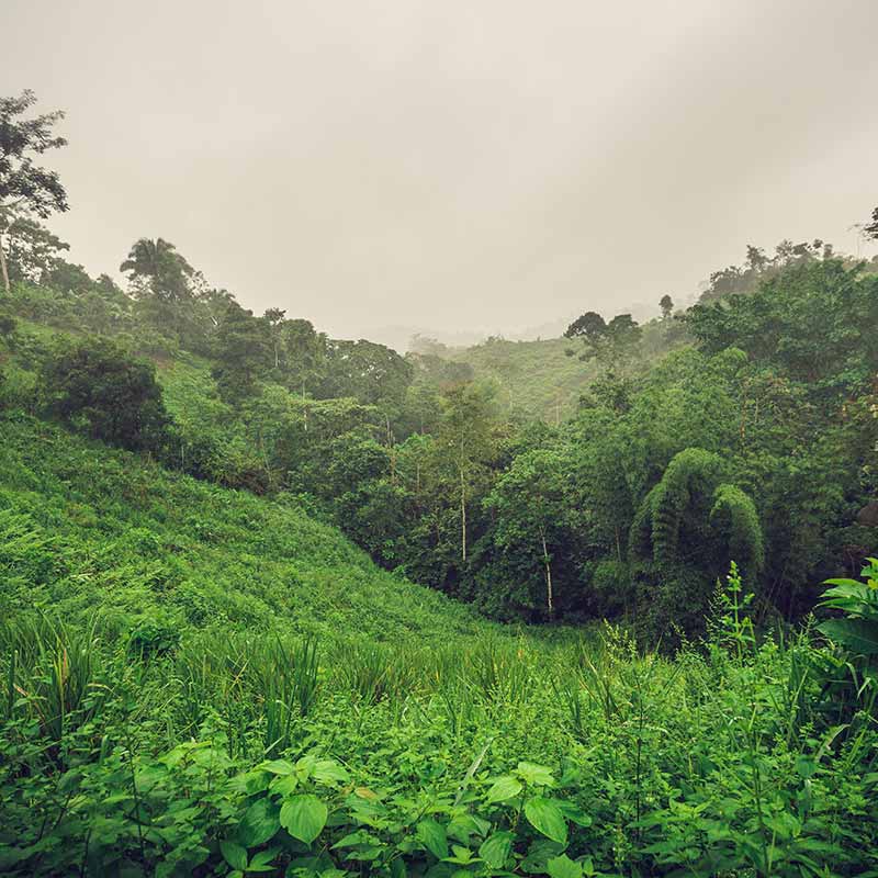Article : Le cacao qui protège la forêt