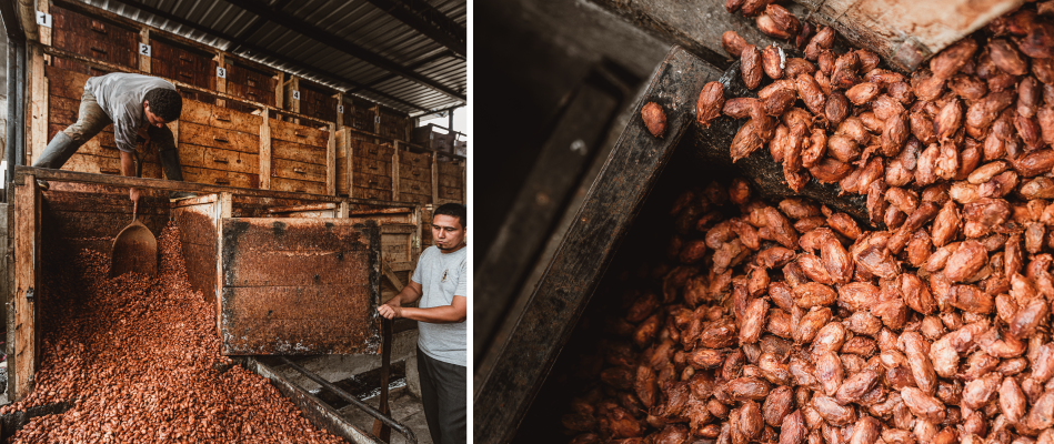 feves-de-cacao-dans-caisses-en-bois-pour-fermentation