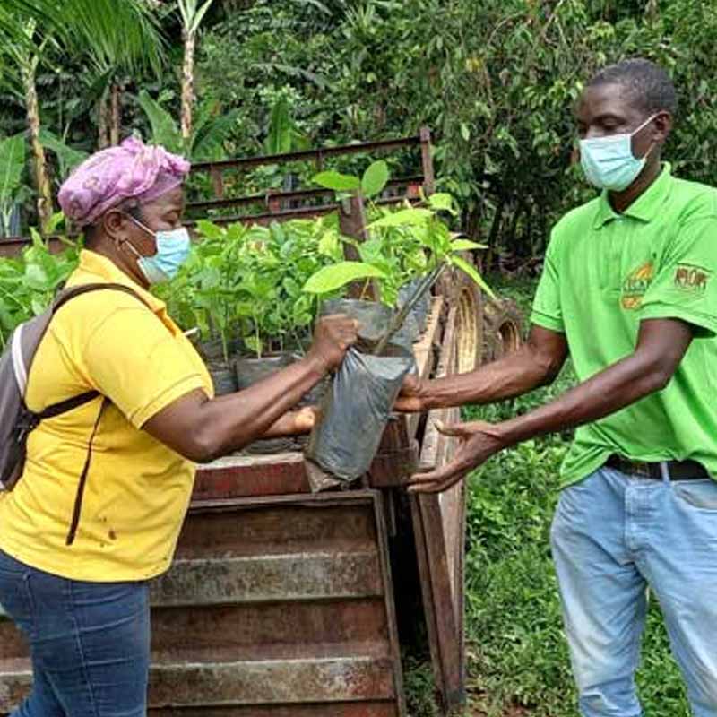 Article : Nouvelle livraison de plants de cacao aux producteurs de Sao Tomé