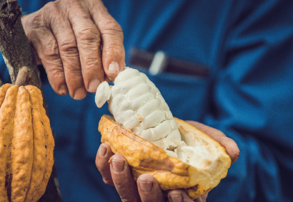 Cabosse-ouverte-de-cacao-frais-dans-la-main'dun-producteur