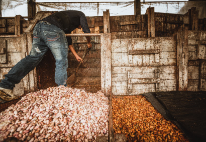 Un homme transvase des fèves de cacao avant fermentation