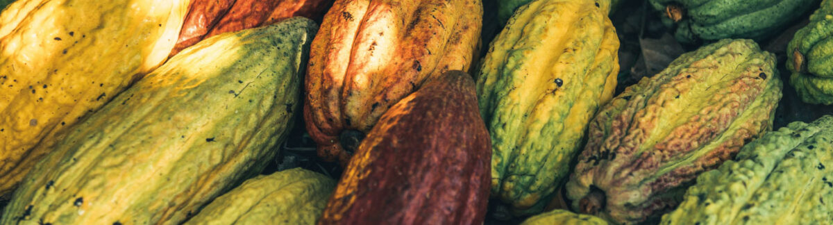 Our Organic and Fair Trade Cocoa Programs