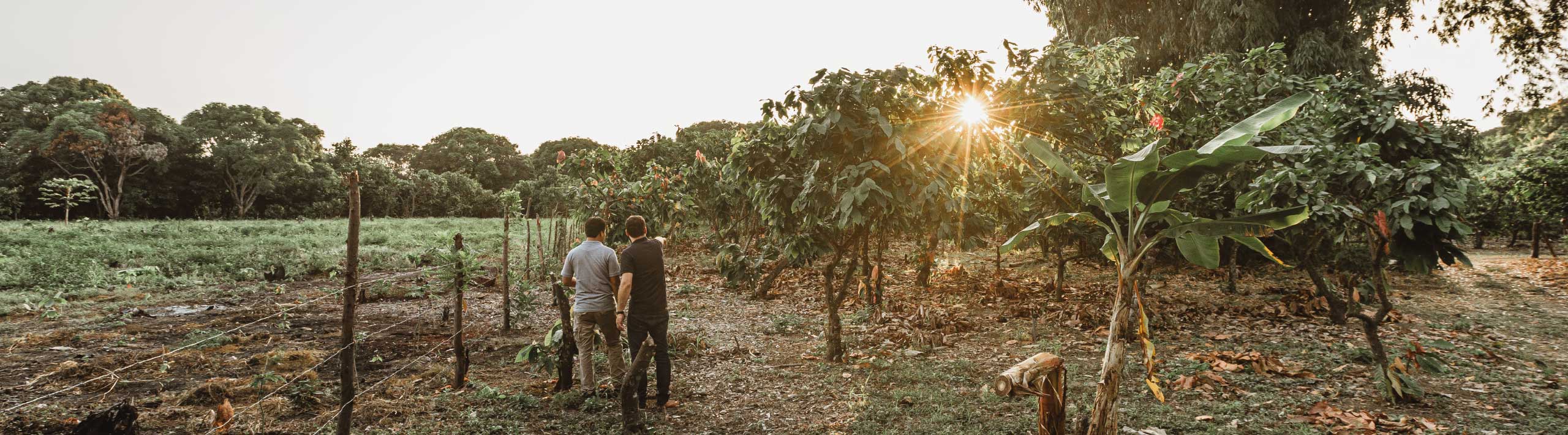 Penurie-cacao-baisse-revenus-producteur