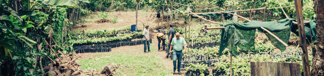 kaoka-producteurs-partenaires-dans-pepinieres-de-plants-de-cacao