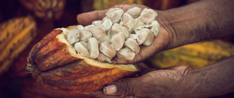 cacao frais lors de l'écabossage