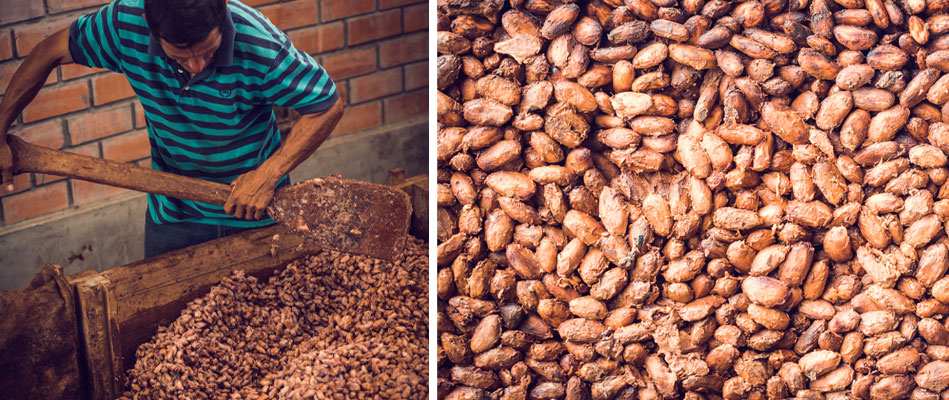 fermentation du cacao kaoka
