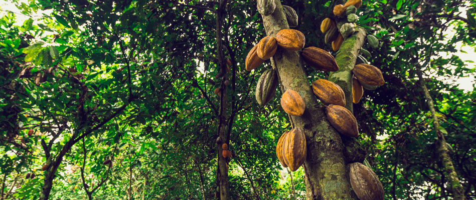 Kaoka chocolat bio en filières intégrées