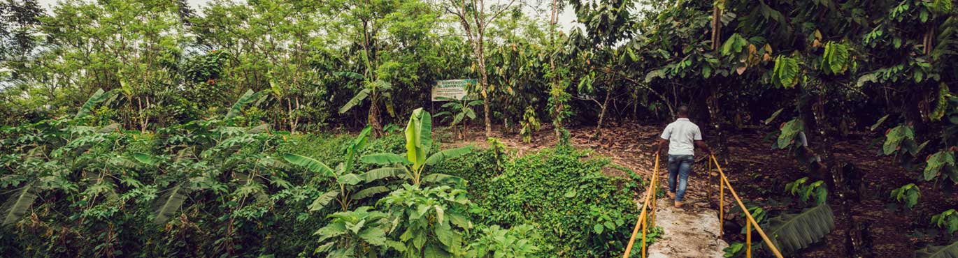 Chocolat de république dominicaine bio équitable