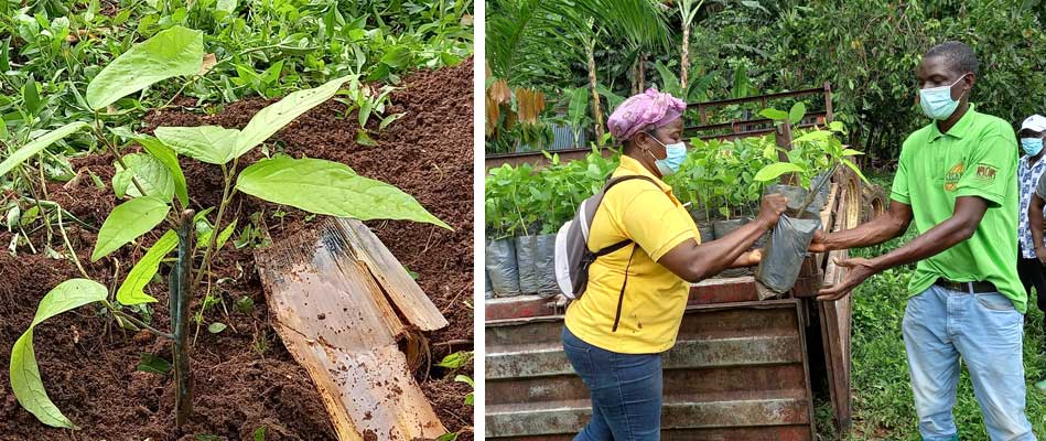 Dons de plants de cacao aux producteurs de la coopérative