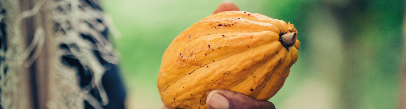 Amelonado cocoa pod from sao tome