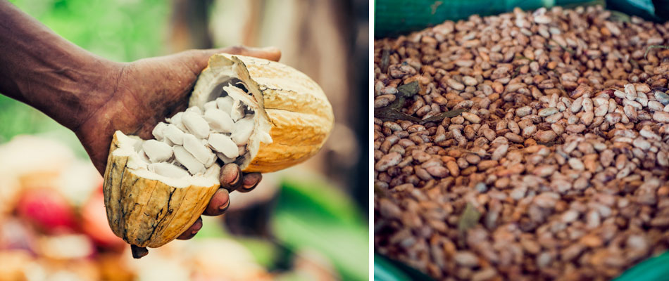 Des fèves de cacao fraîches à gauche, et en cours de fermentation à droite.