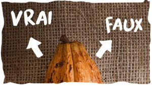 Vrai et Faux sur le cacao et le chocolat bio