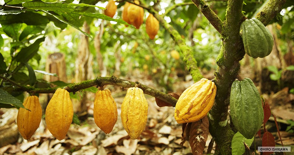 Cacaoyer arbre cauliflore