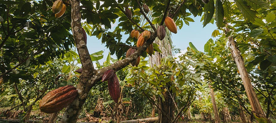cacaoyer dans une plantation
