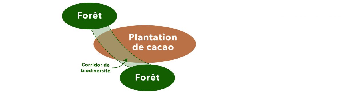 schema création de corridor de biodiversité à travers la plantation de cacao