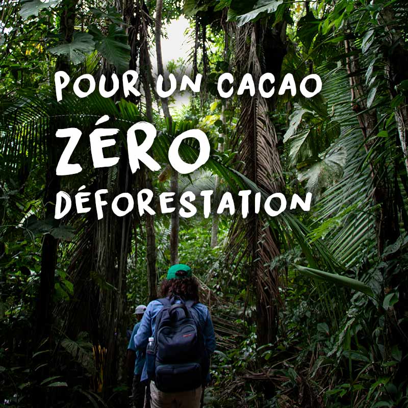 Article : Kaoka engagé pour un cacao Zéro Déforestation