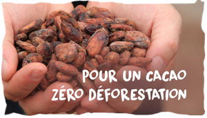 Kaoka pour un cacao zéro déforestation