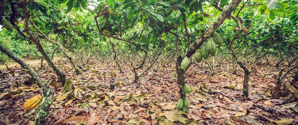 Plantation de cacao bio en Équateur