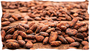 Tout savoir sur la production de cacao