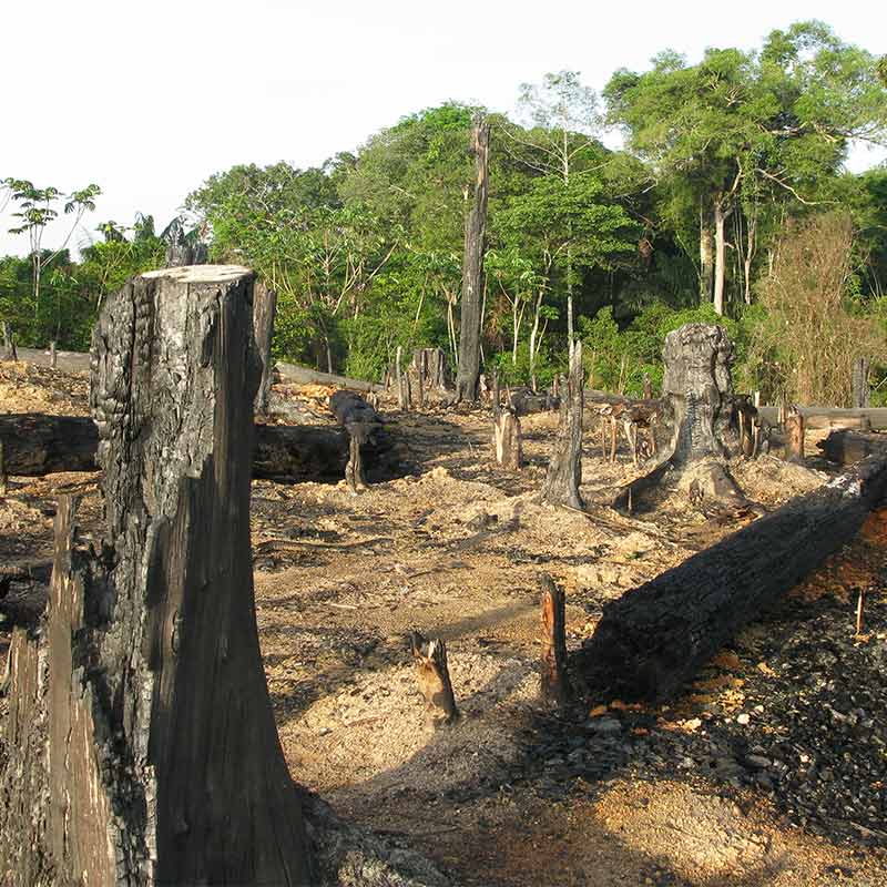 Article : Agroforesterie, que cache la forêt disparue ?