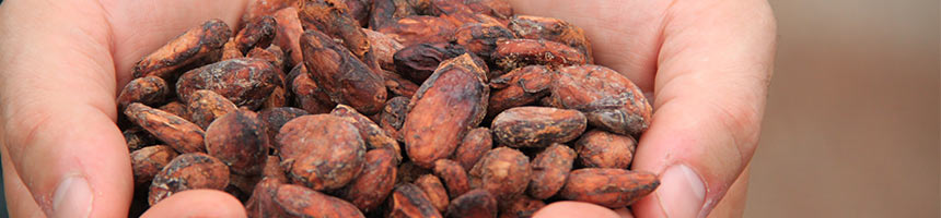 deux mains rapprochées qui tiennent des fèves de cacao fermentées et séchées