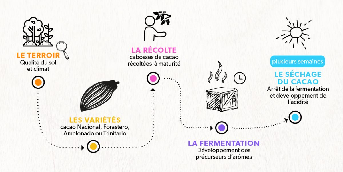 Étapes de culture et première transformation du cacao