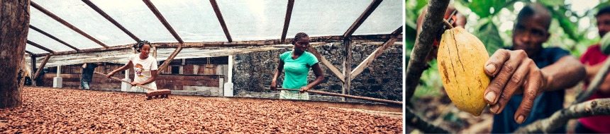 Des techniciennes remuent le cacao dans des séchoirs solaires et un producteur récolte une cabosse de cacao.