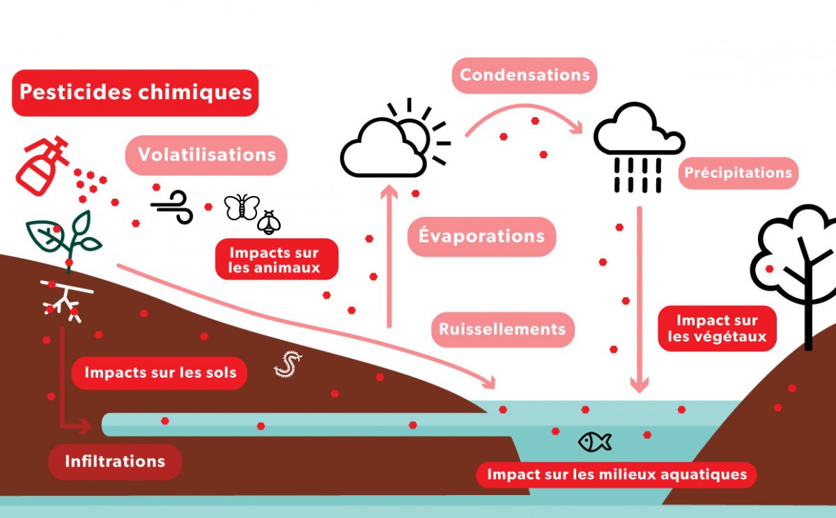 Schéma de l'impact des pesticides sur la biodiversité, les sols, et l'eau par les effets de volatilisation, évaporation, précipitations, ruissellements