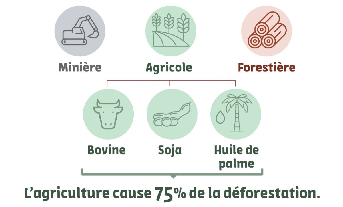 Schéma-principales-causes-de-déforestation-industrie-minière-forestière-agriculture