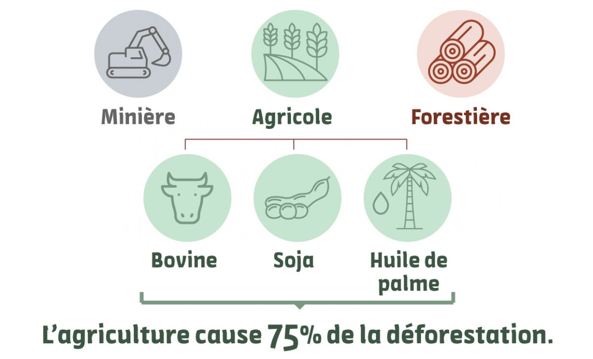 Diagram of the main causes of deforestation in the forestry-agriculture industry