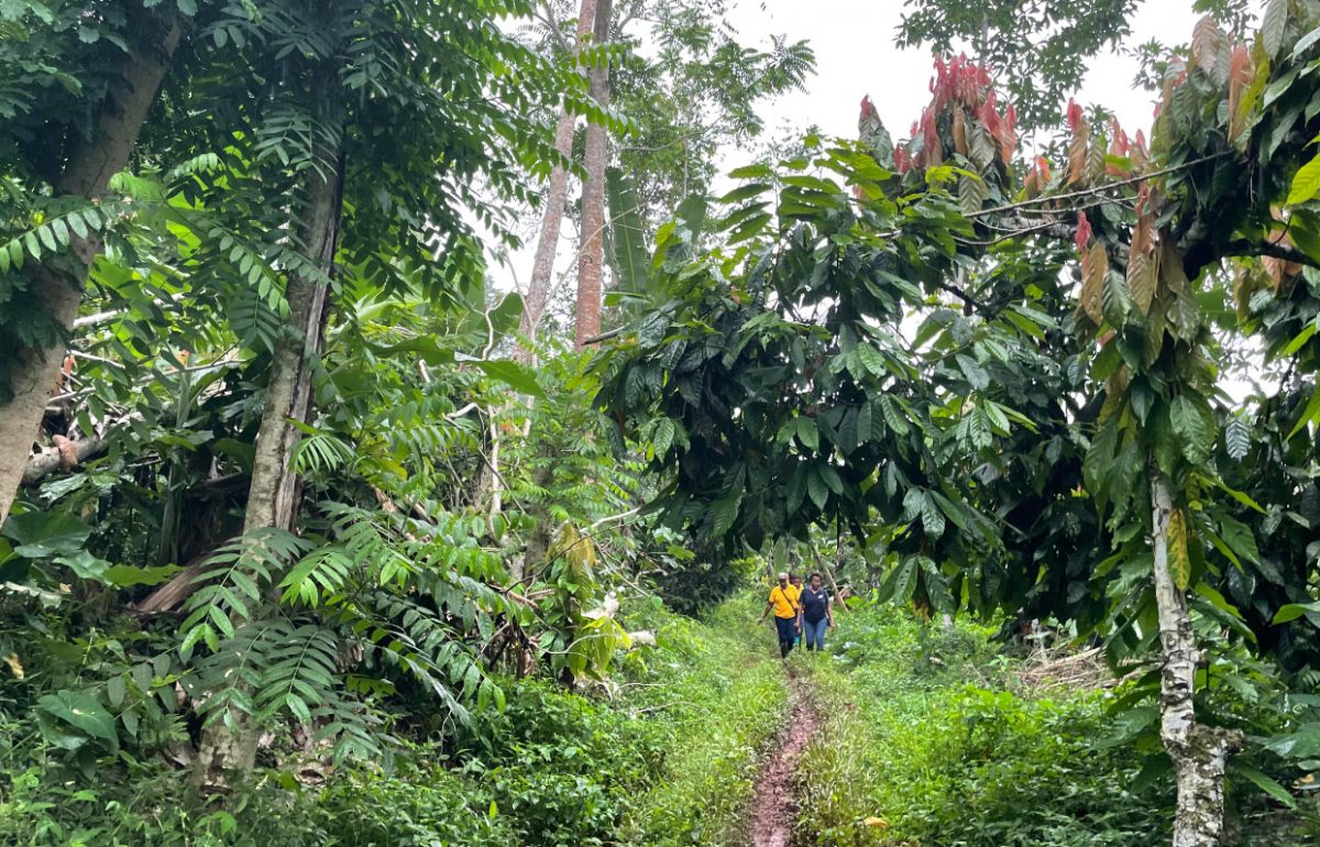 Producteurs-dans-plantation-cacao-qui-préserve-la-forêt