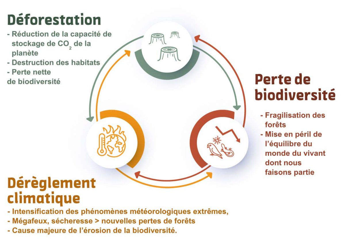 Diagram of the links between deforestation, climate change and biodiversity loss