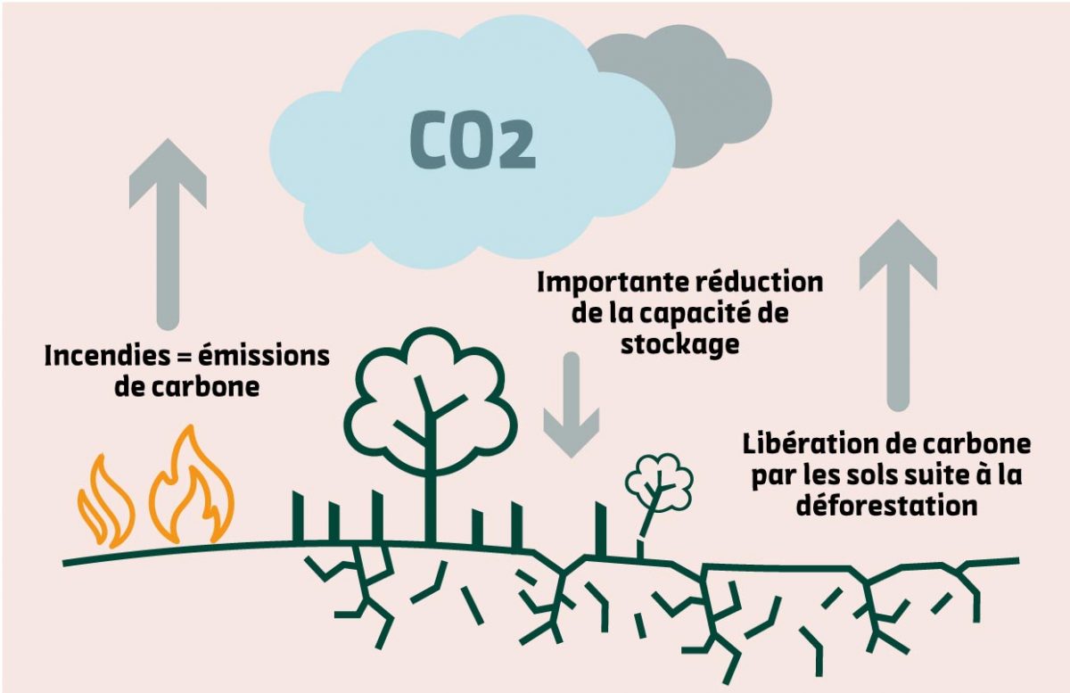 RDUE : une nouvelle FAQ disponible et mise en ligne de l'Observatoire  européen de la déforestation et dégradation des forêts