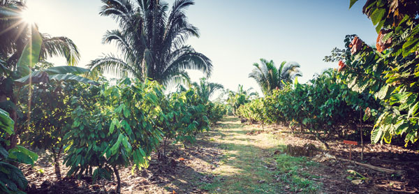 Plantation de cacao au Pérou - Kaoka