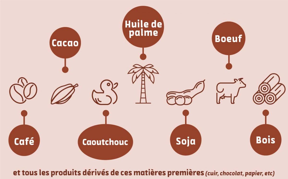 Liste-produits-interdits-règlement-déforestation-importée-café-cacao-caoutchouc-huile-de-palme-soja-boeuf-bois