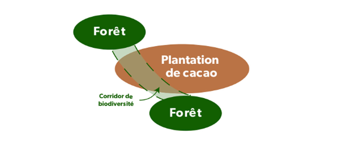 Schématisation d'un corridor de biodiversité