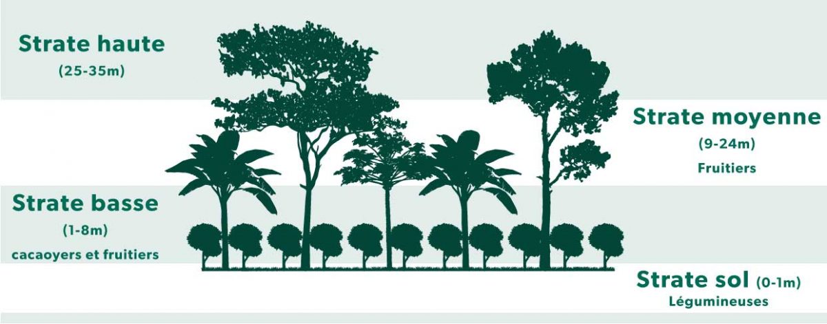 schém-agroforesterie-complexe-avec-plusieurs-strates