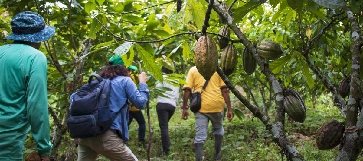 A cocoa tree and growers in Peru